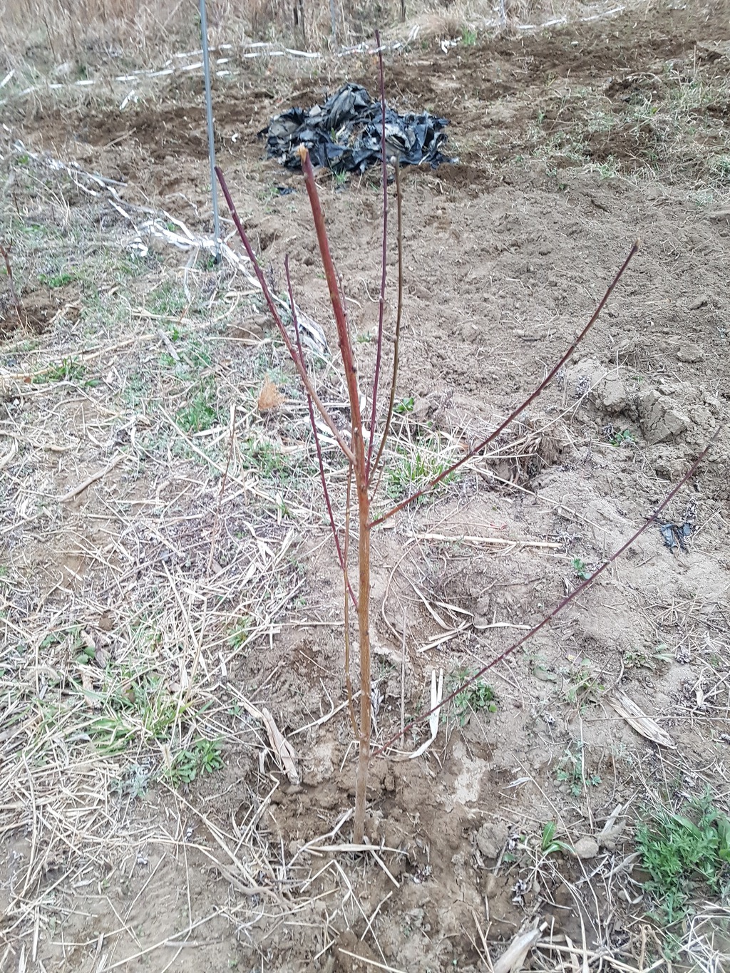 고성,삼척 대 화재 발생, 식목일 날인데...