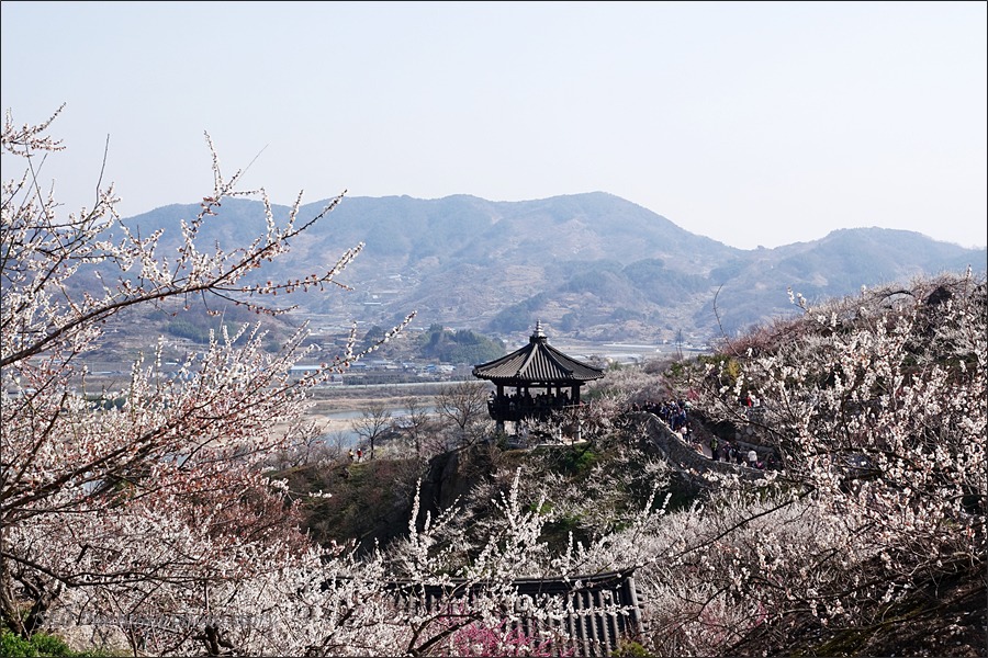 광양매화축제가 열리는, 홍쌍리매실농원의 봄~!