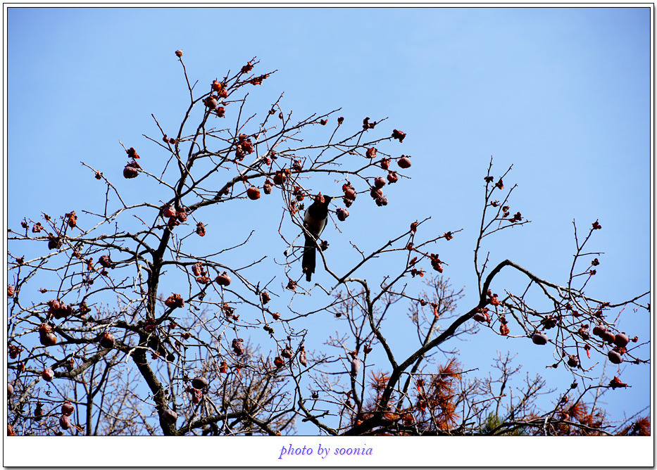 까치(우리 아파트) 감나무의 까치=운현궁