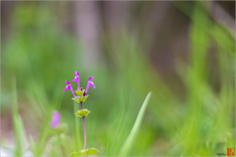 2019.04.09 인왕산 개나리길을 걷다