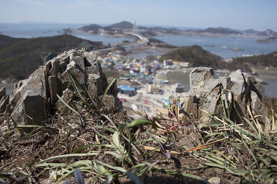 [군산] 신시도 앞산 산자고/산자고 꽃밭에서 놀다