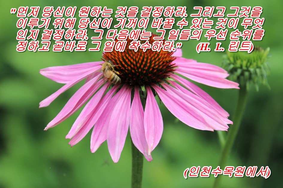 <H. L. 린트 말 하기를> 