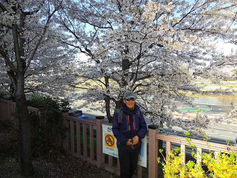 배봉산둘레길+중랑천 벚꽃