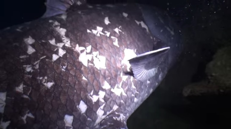 살아있는 화석 물고기 실러캔스(Coelacanth) 