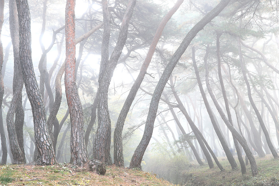 [삼릉소나무] 경주 삼릉계곡에 안개가 들던 날, 솔숲에 안개가 너무 많아도 셔터를 누르는 타이밍을 맞추기가 곤란하다 / 토함