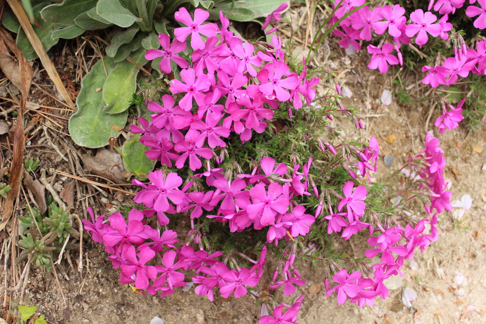 울산 선암사