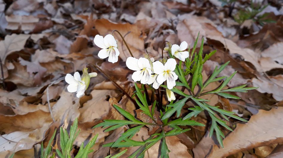 심학산, 파주