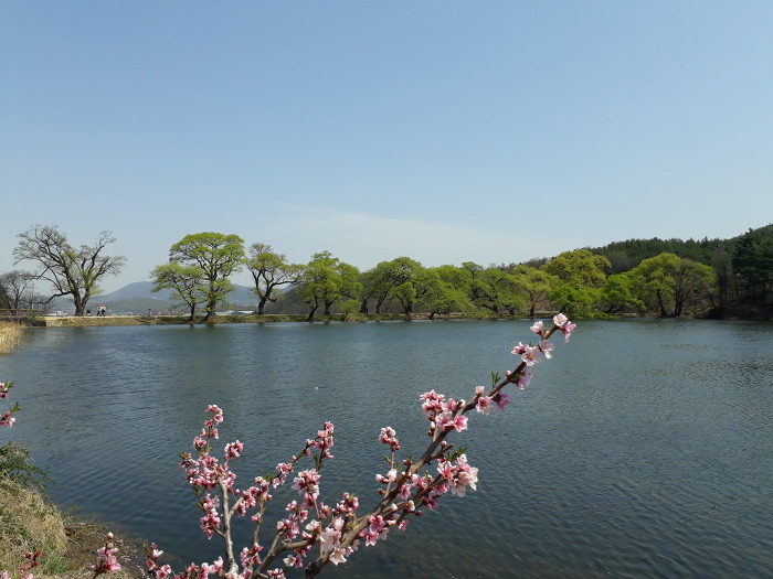경산의 봄